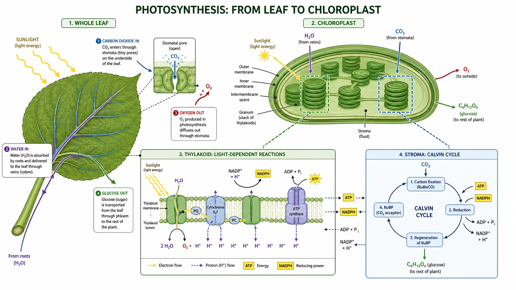Export photosynthesis figures for class, worksheets, and publication