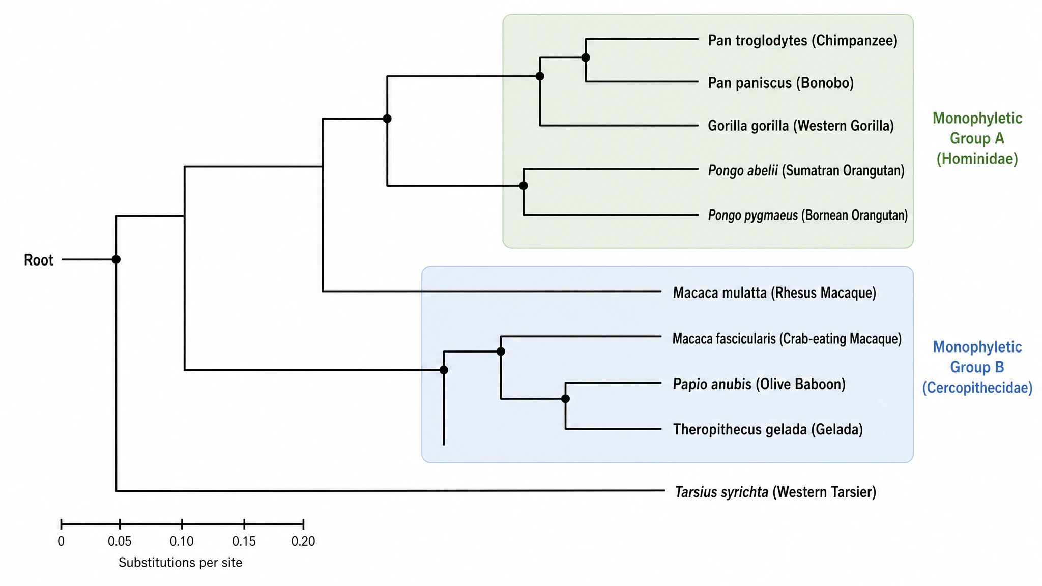 Detailed phylogenetic tree diagram with labeled internal nodes, scaled branches, shaded clades, and named taxa at the tips (Figure generated with SciFig)