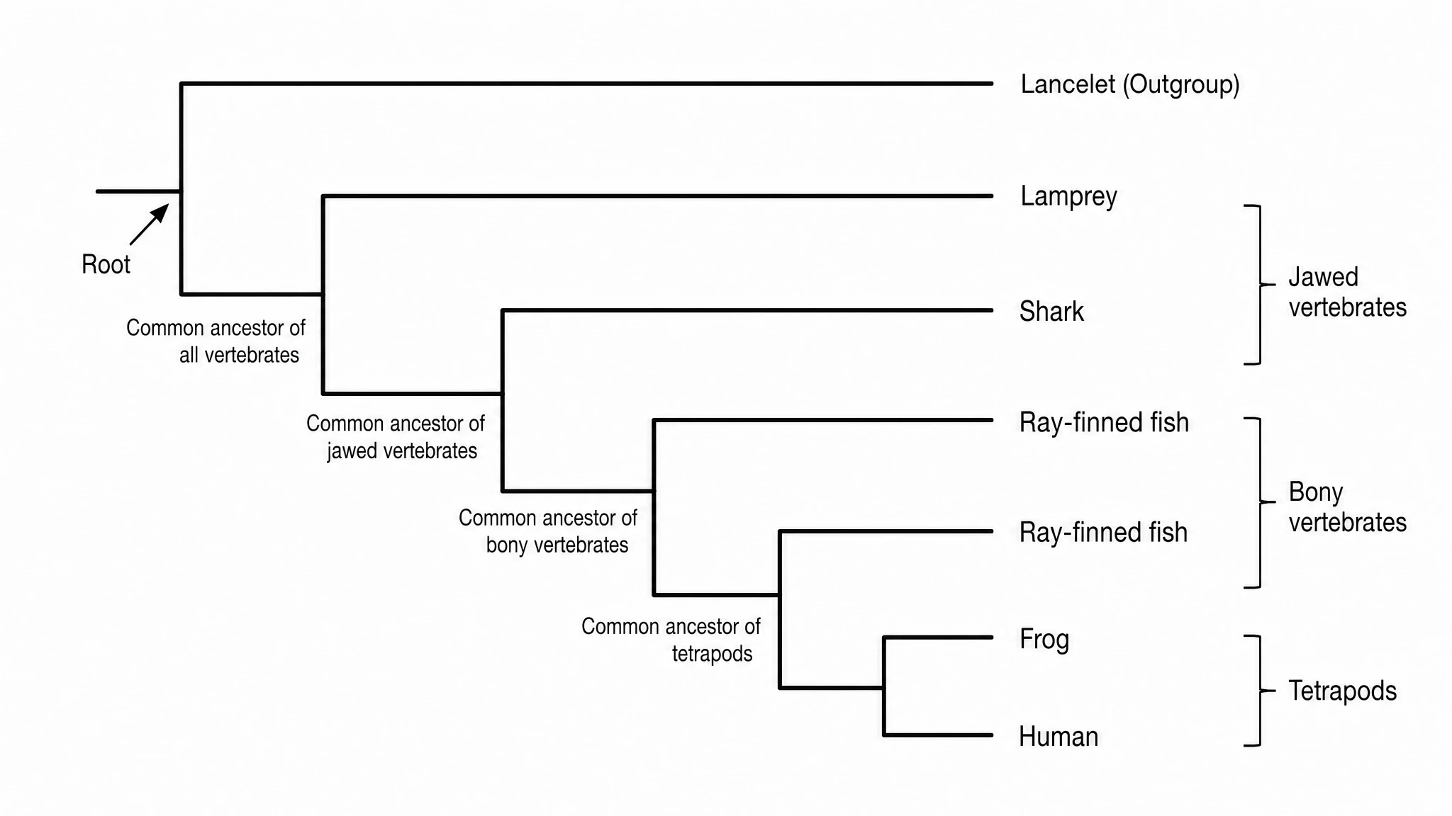 Cladogram showing the nested branching order of clades from a common ancestor to labeled taxa at the tips with equal-length branches (Figure generated with SciFig)