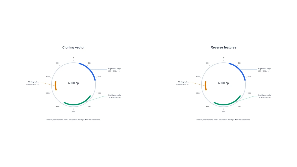 Scaled circular plasmid map with named directional features and bp ticks