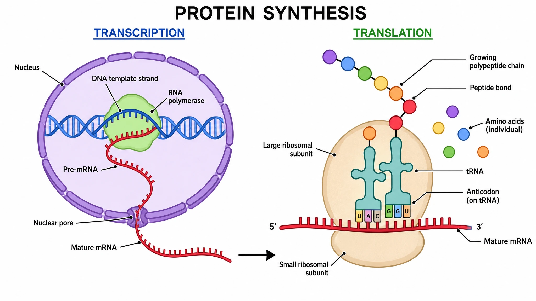 Fully labeled protein synthesis diagram annotating DNA, RNA polymerase, mRNA, ribosome, tRNA, and polypeptide (Figure generated with SciFig)