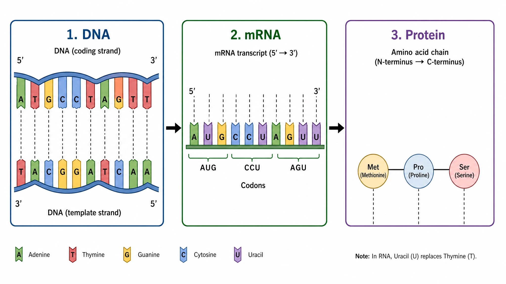 Zoom in on codons, anticodons, and tRNA