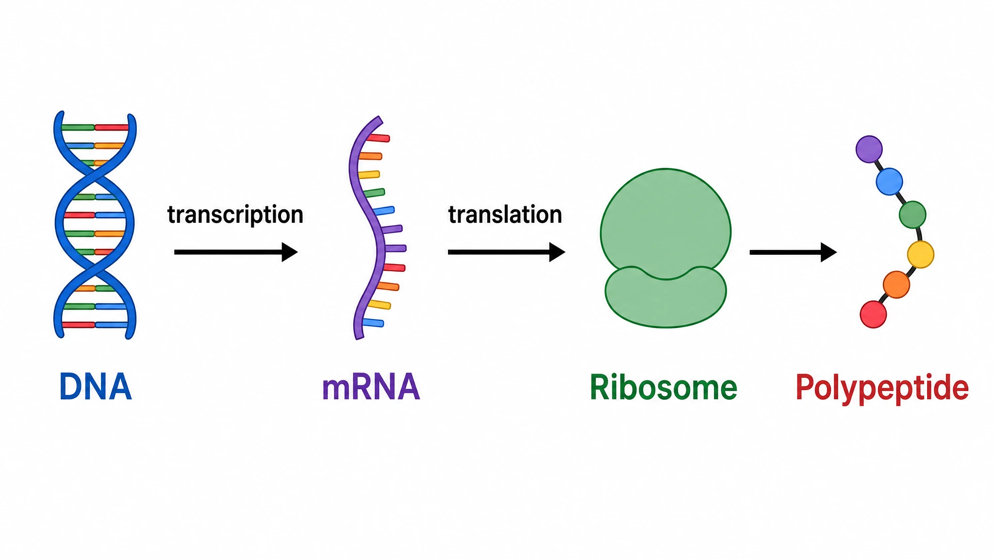 Simple protein synthesis diagram showing DNA, transcription, mRNA, translation, ribosome, and polypeptide in one flow (Figure generated with SciFig)