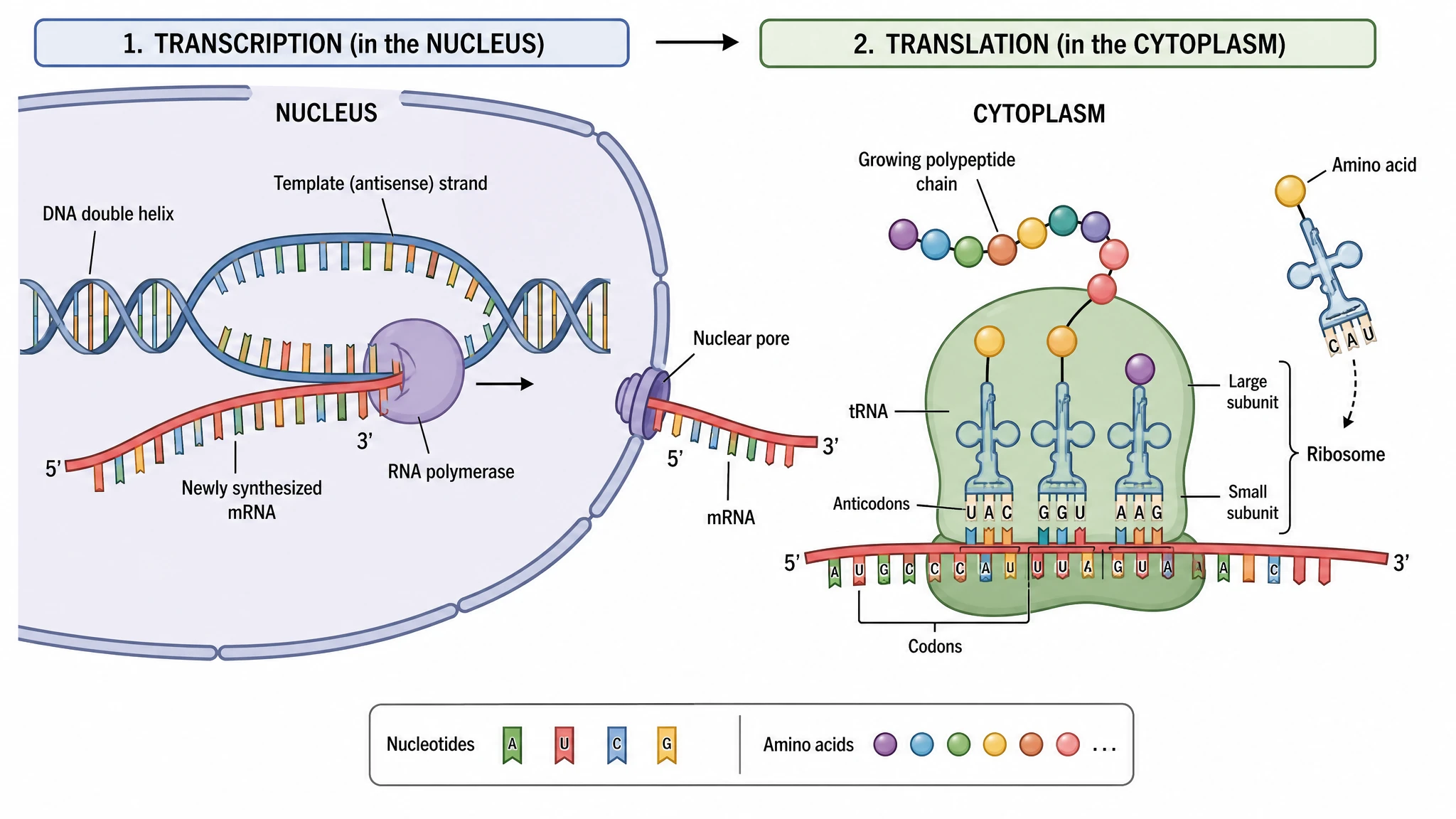 Trace the full path from gene to polypeptide