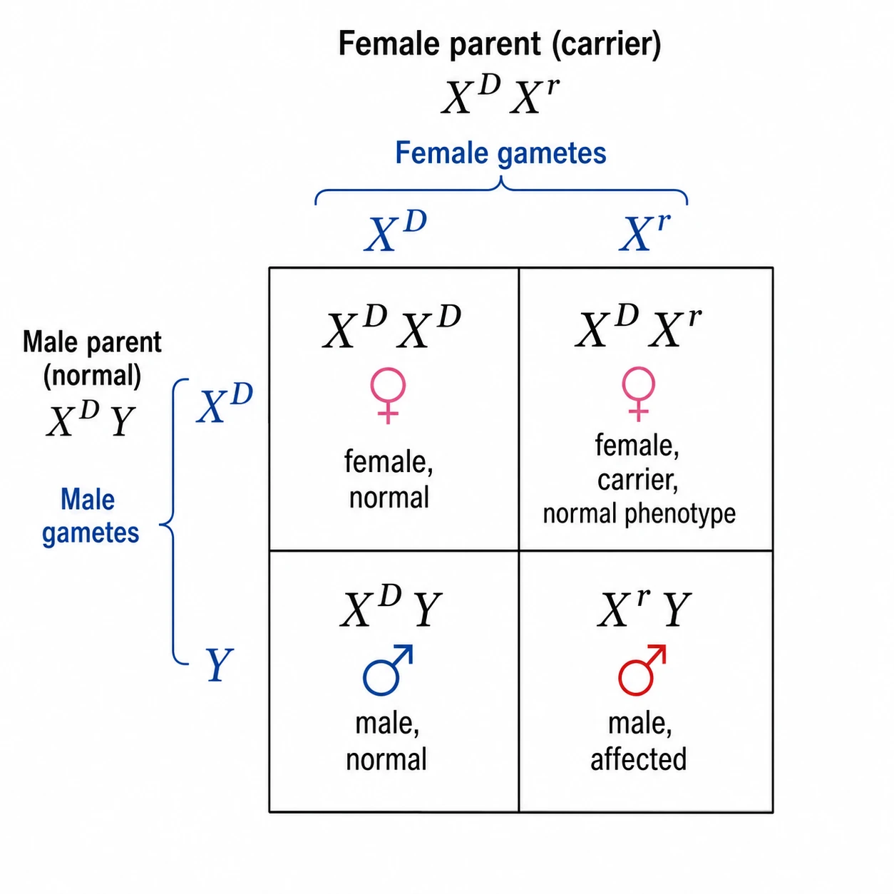 Punnett square diagram for a sex-linked inheritance cross showing X-linked allele distribution between female and male offspring (Figure generated with SciFig)