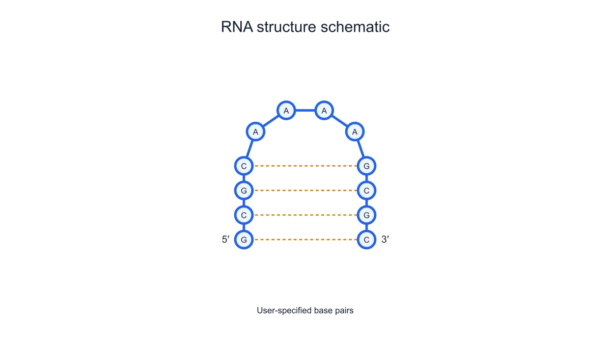 RNA stem-loop with paired stem and unpaired loop