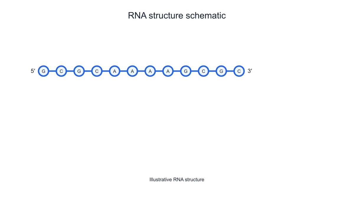 Single RNA strand with nucleotide labels