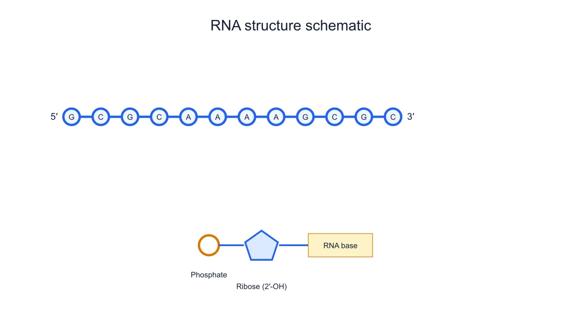 RNA nucleotide composition schematic using U rather than T