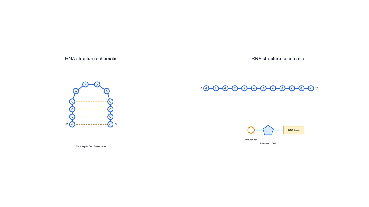 RNA Structure Diagram Generator example figure