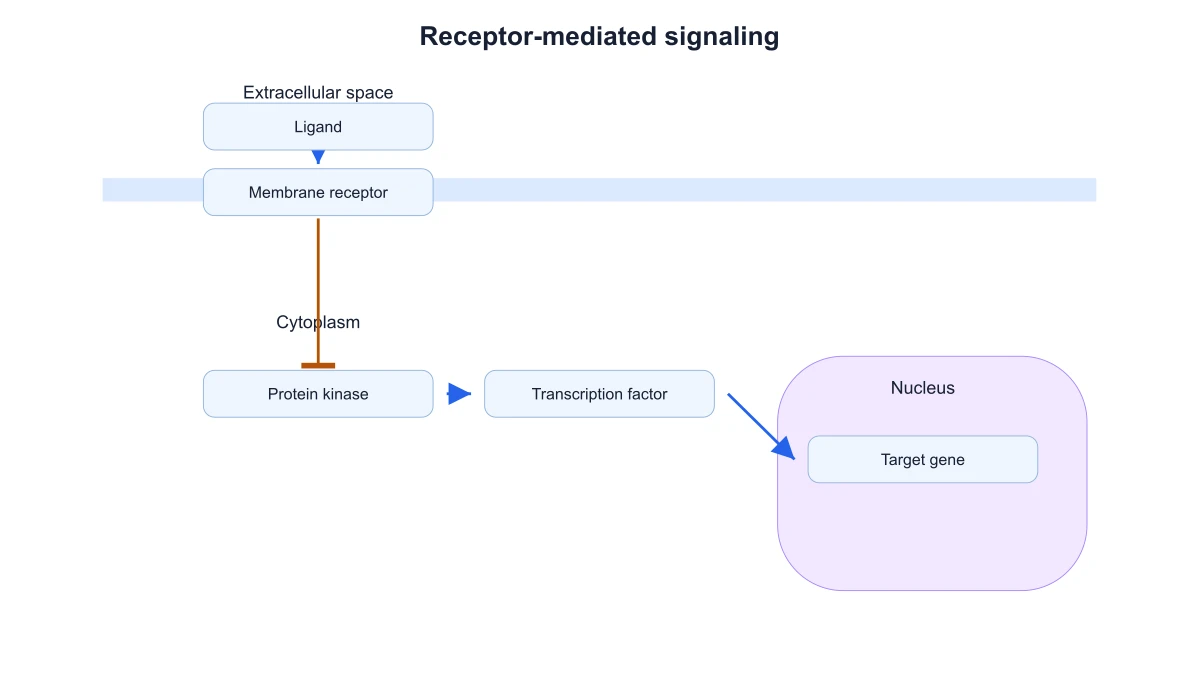 Signaling pathway showing activation arrows and an inhibitory terminal between receptor and kinase