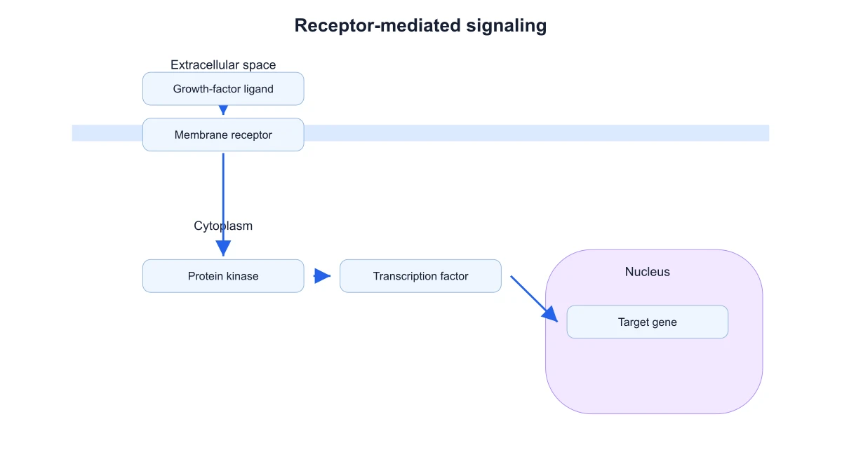 Signaling pathway with a custom growth-factor ligand label and a downstream target gene