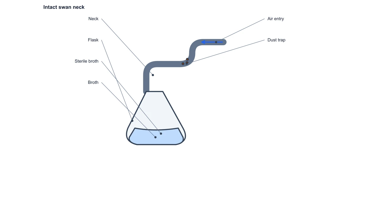 swan neck flask experiment diagram: intact neck