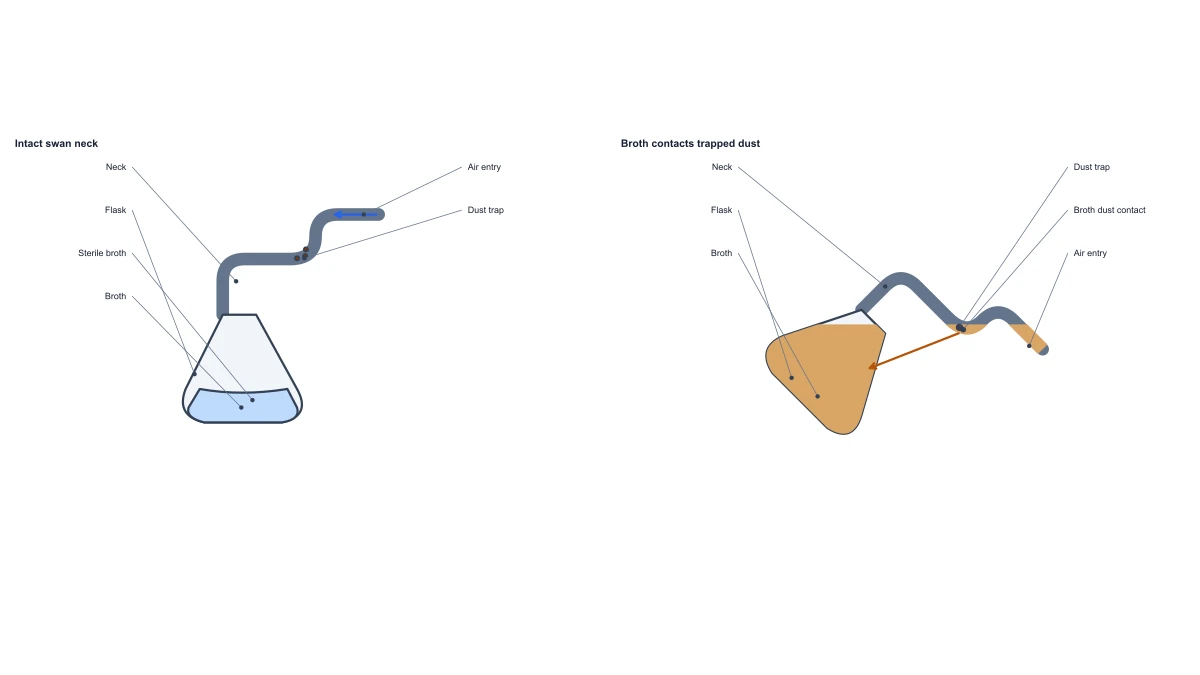 Beispielabbildung: Swan Neck Flask Experiment — Free Diagram Editor
