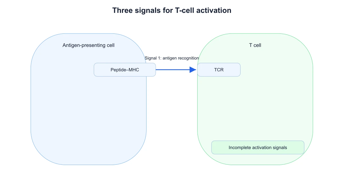 APC and T-cell interface showing antigen recognition alone and an incomplete-activation label