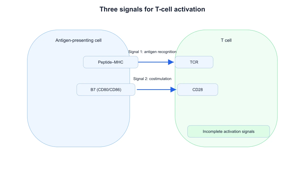 APC and T-cell interface showing antigen recognition and B7/CD28 costimulation without the cytokine signal