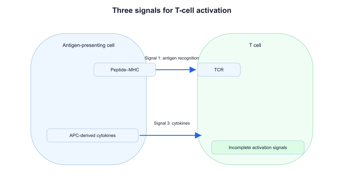 APC and T-cell interface showing antigen recognition and cytokine signaling without B7/CD28 costimulation