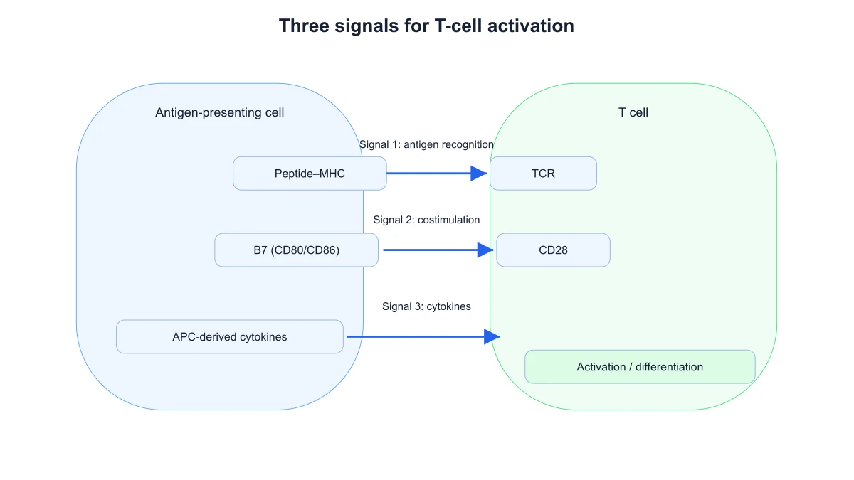 Figura de ejemplo: Diagrama de activación de linfocitos T