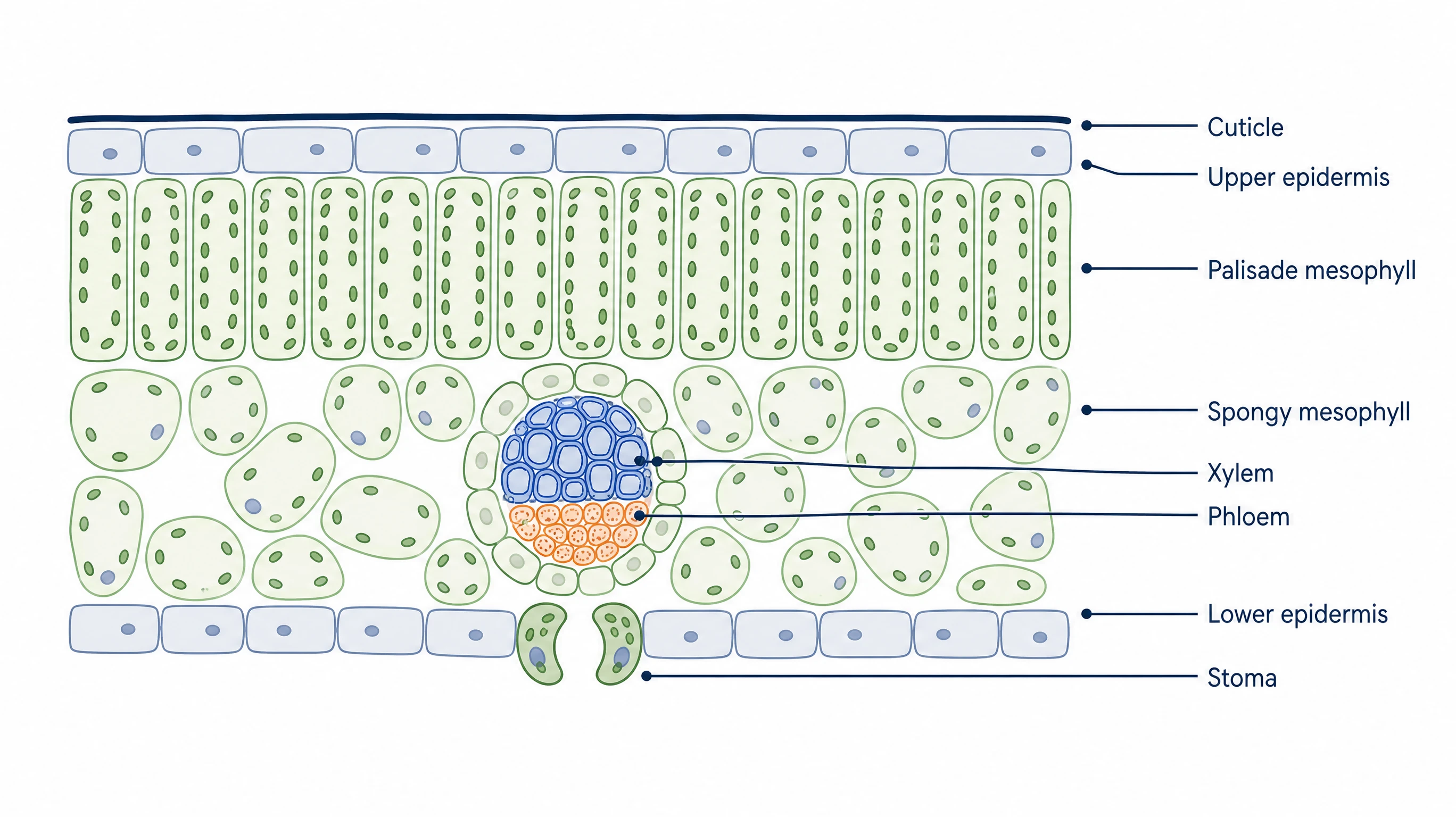 科學插圖產生範例：葉片橫切面，標示角質層、表皮、柵狀葉肉、海綿葉肉、木質部、韌皮部與氣孔（圖片由 SciFig 生成）