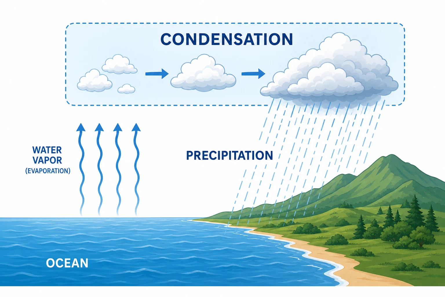 Water cycle clear diagram focusing on condensation and precipitation pathway with highlighted cloud formation zone (Figure generated with SciFig)