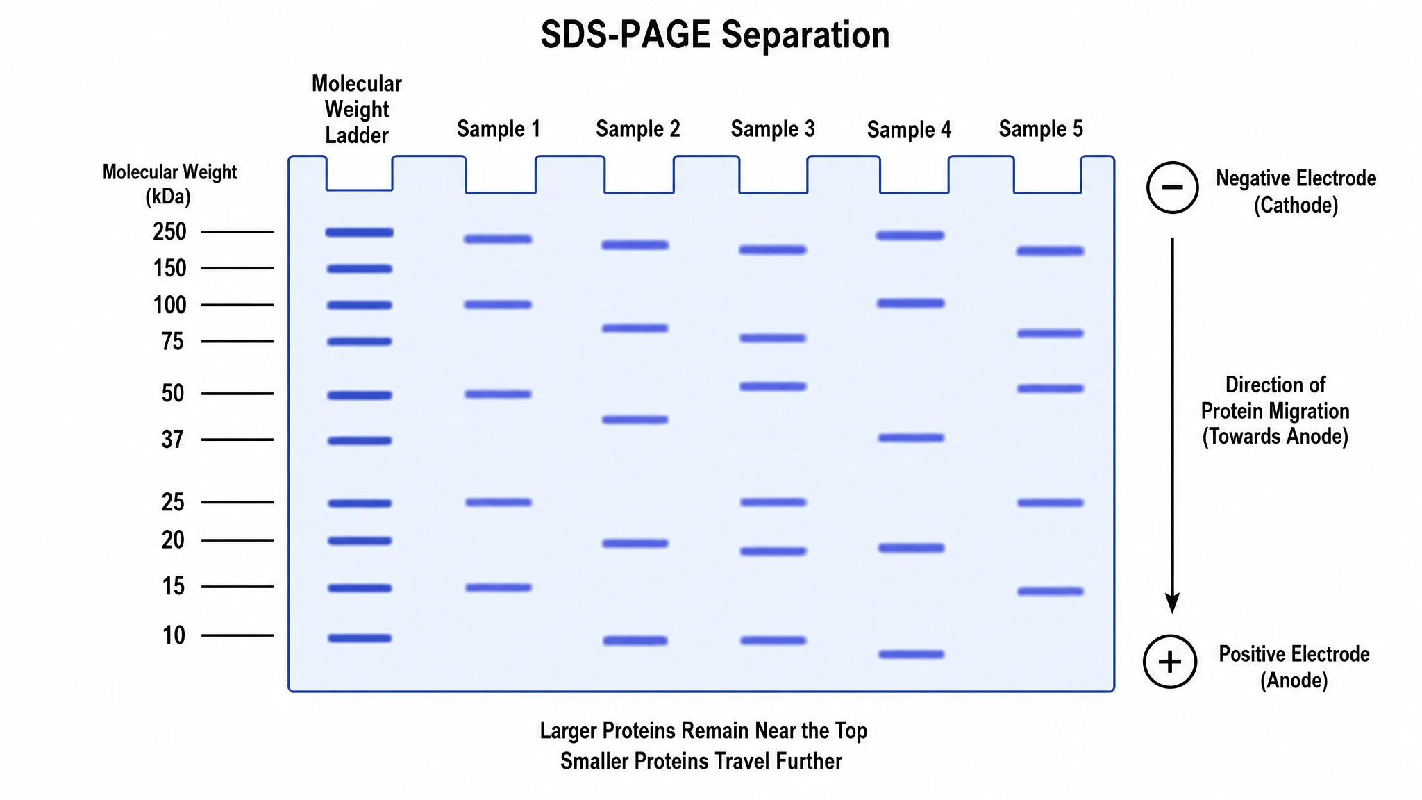 SDS-PAGE diagram showing proteins separating by molecular weight beside a labeled kilodalton ladder (Figure generated with SciFig)