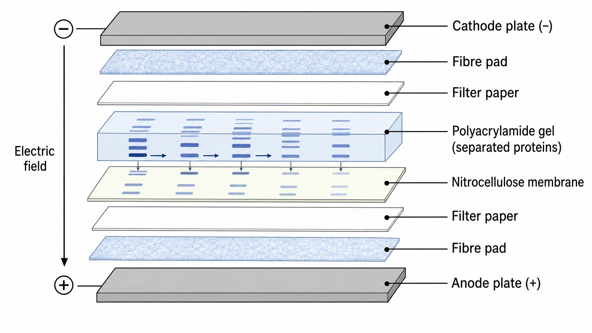 Western blot transfer sandwich diagram showing gel, membrane, filter paper, and electrodes in cross-section (Figure generated with SciFig)
