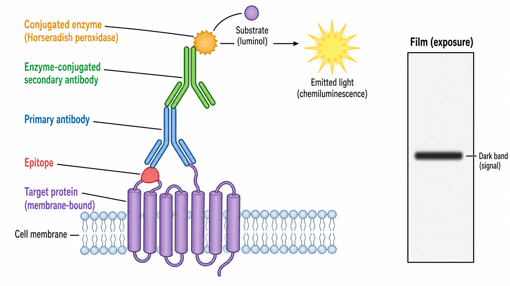 Antibody detection diagram showing primary and secondary antibodies on a membrane-bound protein producing a chemiluminescent band (Figure generated with SciFig)