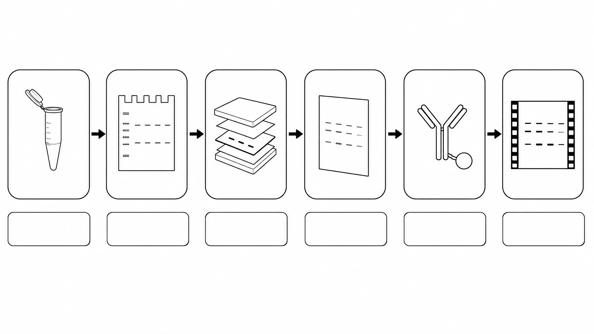 Blank western blotting flow chart template with six empty stage boxes and caption lines (Figure generated with SciFig)