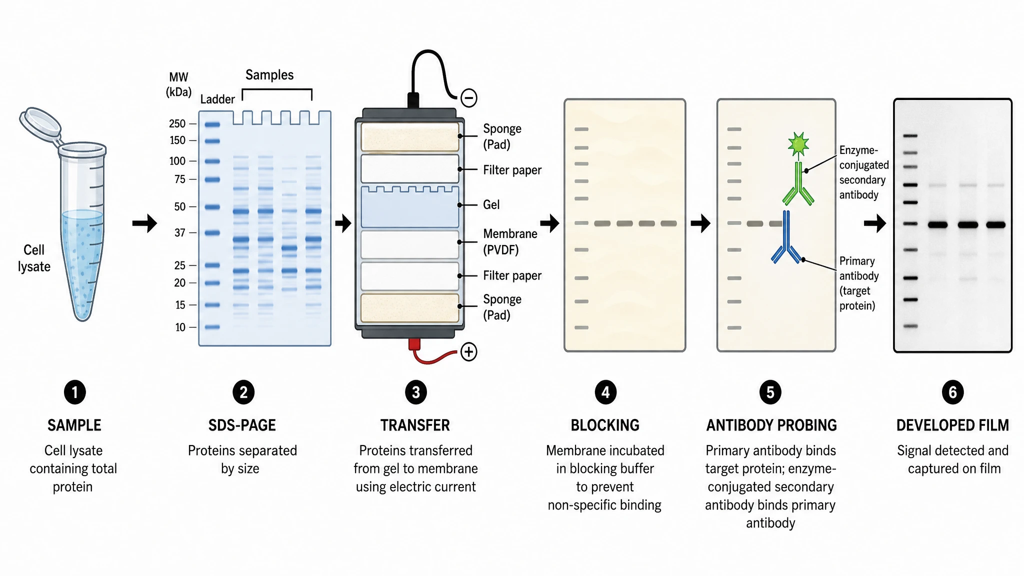 Western blot diagram showing lysate preparation, SDS-PAGE, transfer, blocking, antibody probing, and band detection (Figure generated with SciFig)