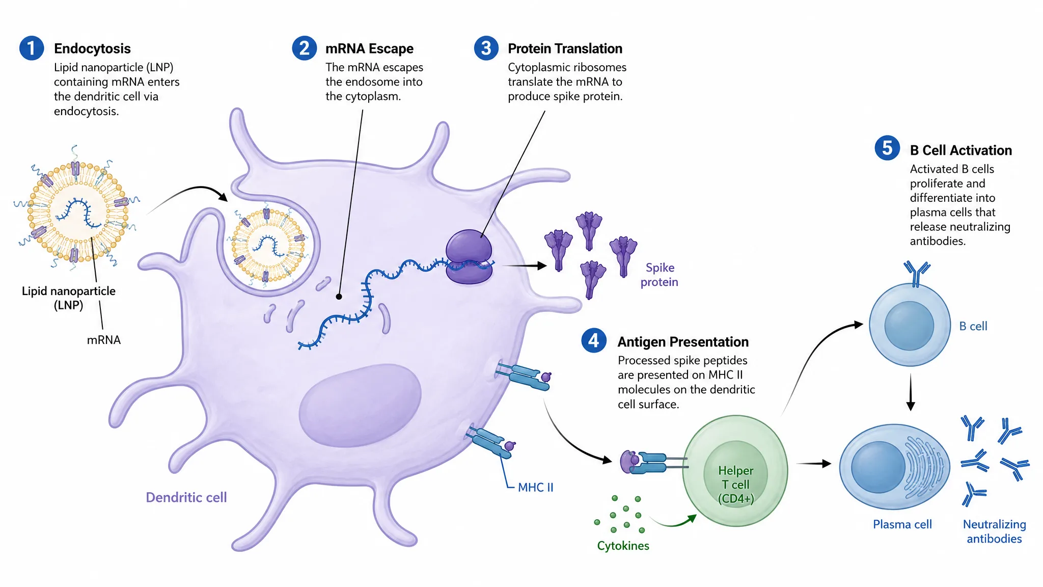 產生結果：標註完整的 mRNA 疫苗作用機制圖，五個步驟從脂質奈米顆粒進入樹突狀細胞到產生中和抗體