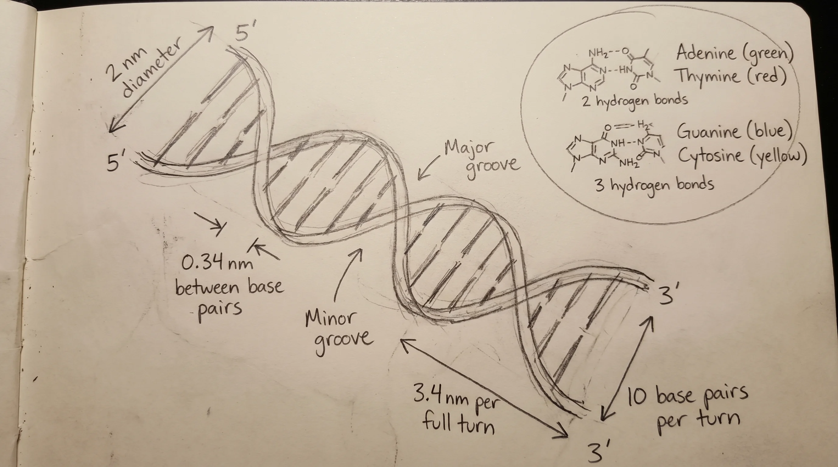 Hand-drawn scientific sketch on paper