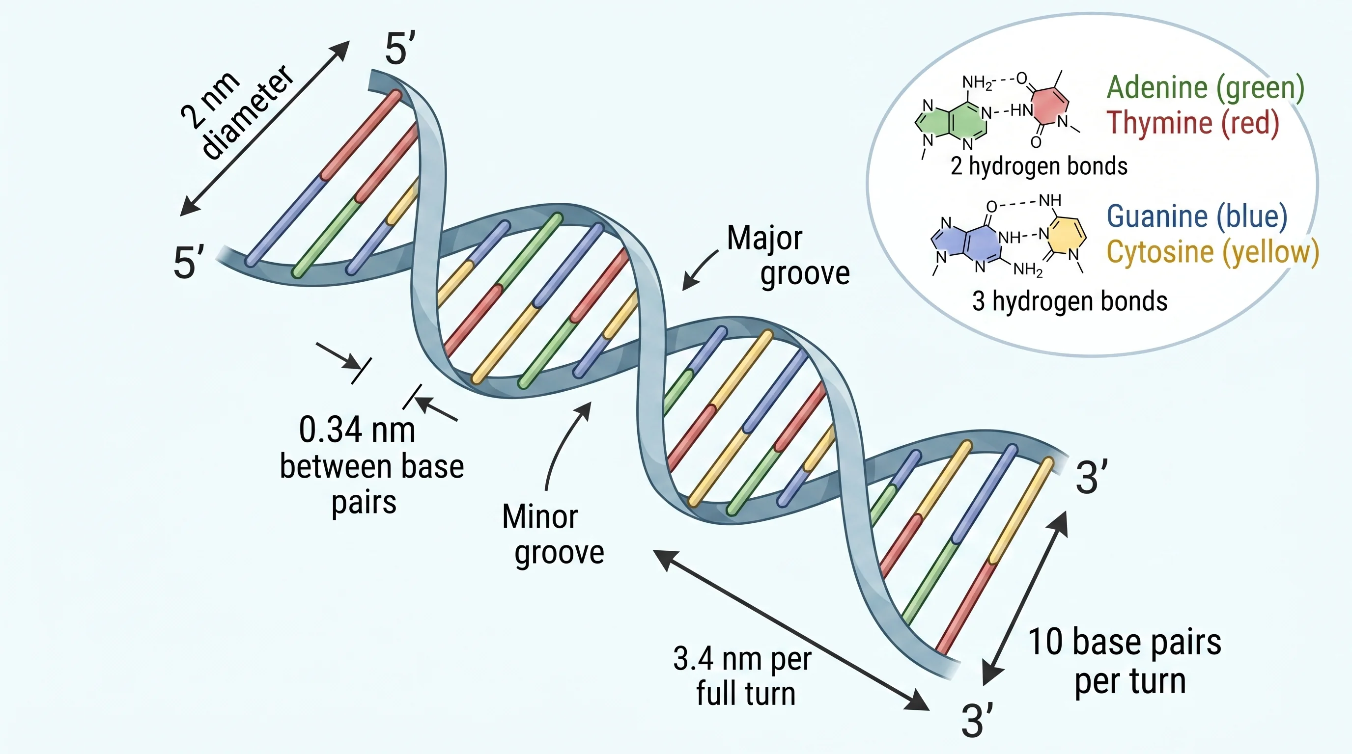Journal-ready scientific figure generated from the sketch